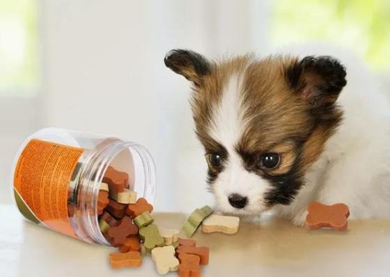 Extrusão fria da máquina macia de aço inoxidável do deleite do animal de estimação do cão da lecitina que faz a máquina