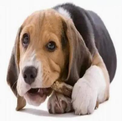 O animal de estimação 100KW mastiga a linha de produção para a saúde dos dentes de cães